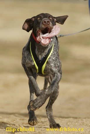 Bakonybel - 0132.JPG